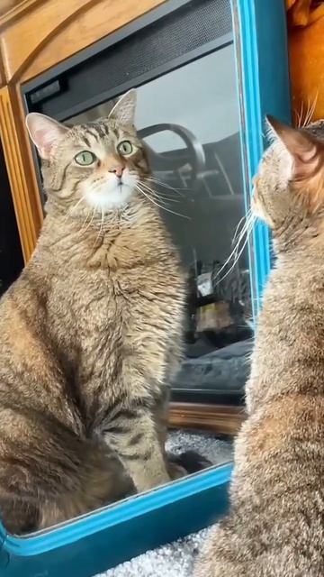 смешные видео с животными. 😂