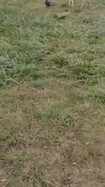 #Красноярск #суслики #Семья