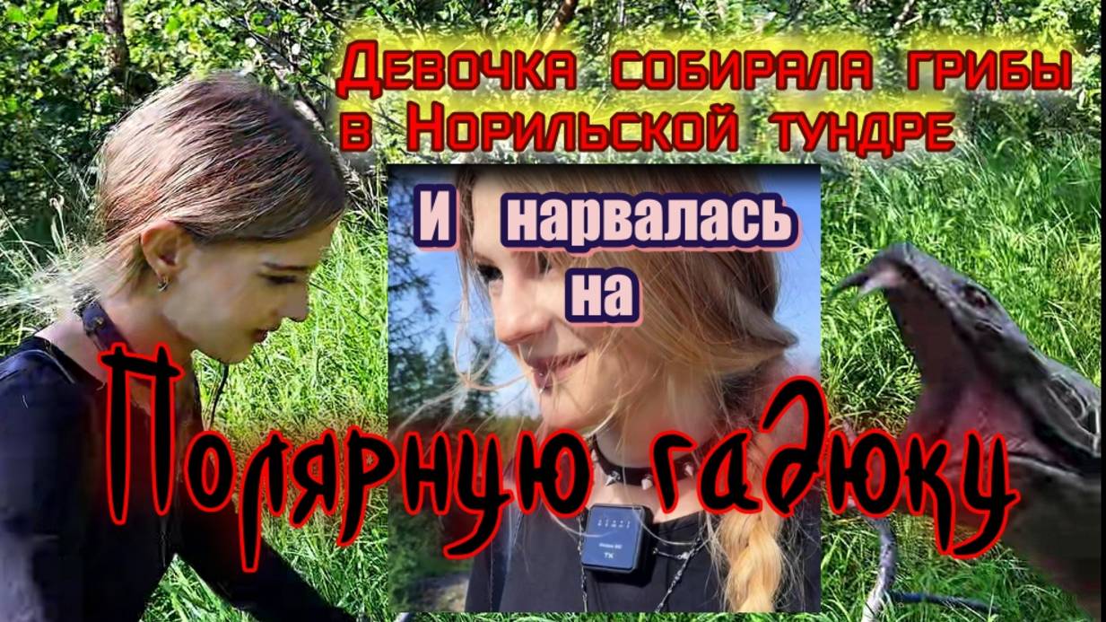 В Норильске нашла весёлый гриб,но есть его не стала. Талнах, тундра