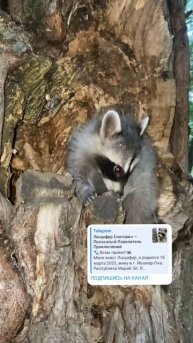 Енот Полоскун по имени Люцифер Енотович