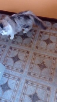 #смешныекошки #приколыскошками #коты #shorts #смешныеживотные #веселье #умиление #животныедома #пит