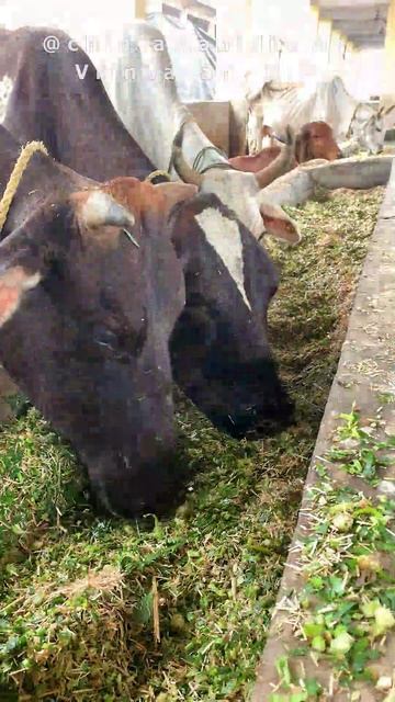 27 июля - 2 августа. Видеоотчет о кормлении коров