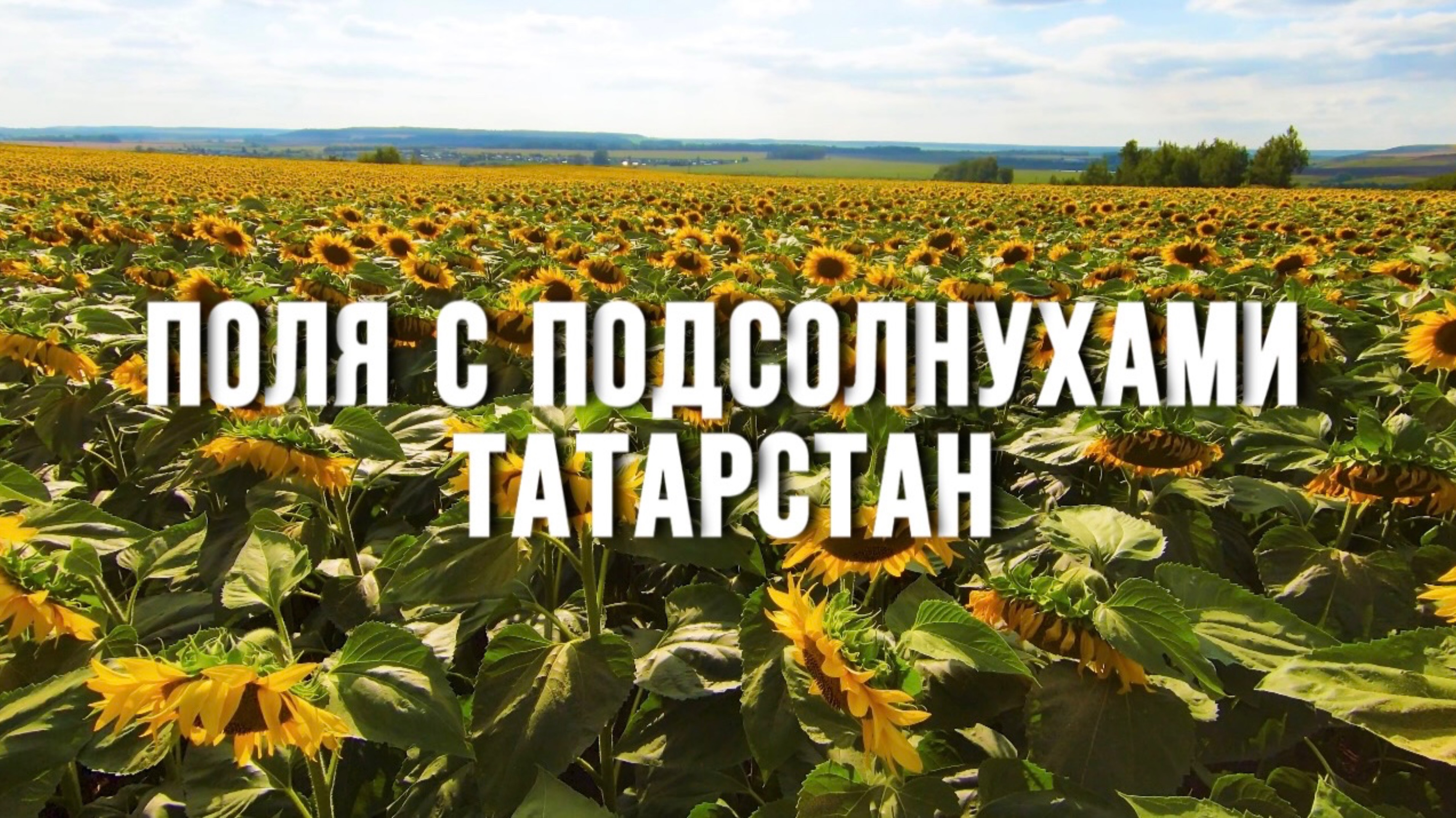 Поля с подсолнухами | Татарстан