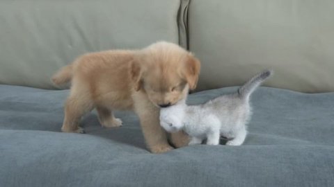 котёнок и щенок