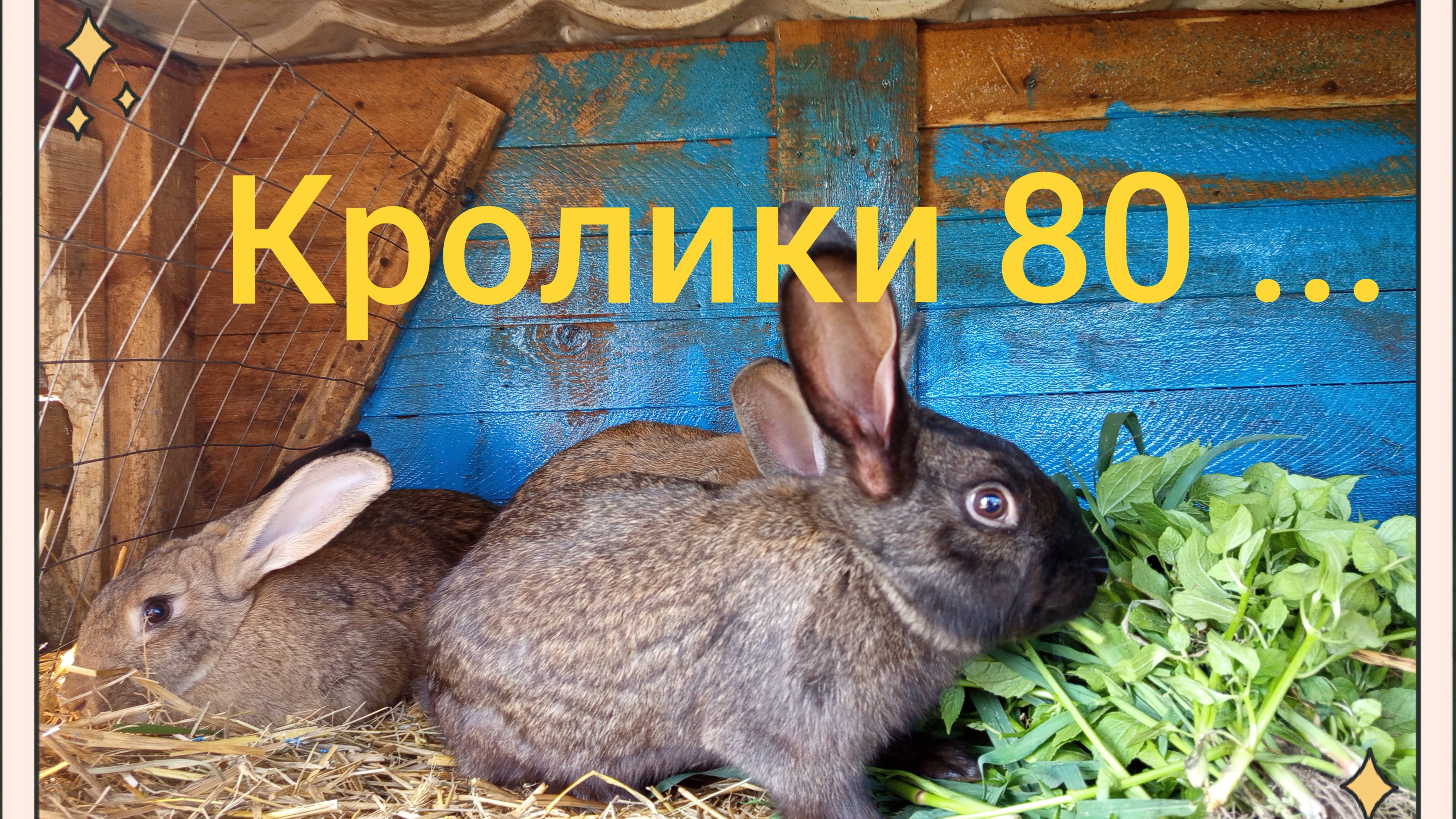 Кролики 80 ...