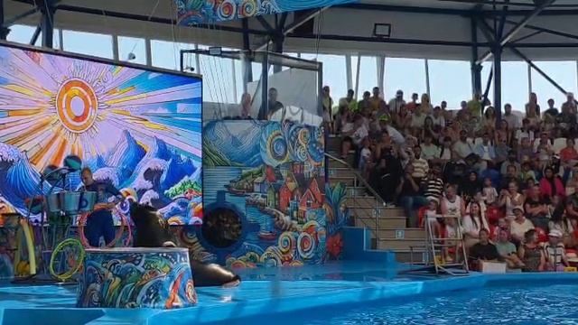 Шоу дельфинов