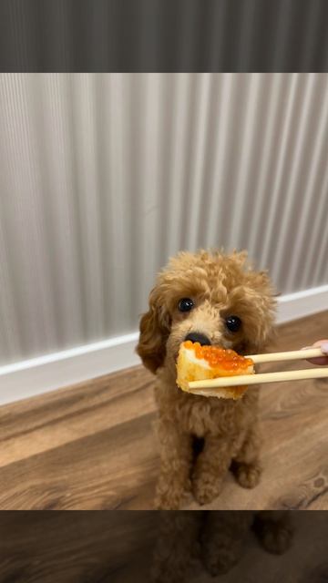 Собака ест бутерброд