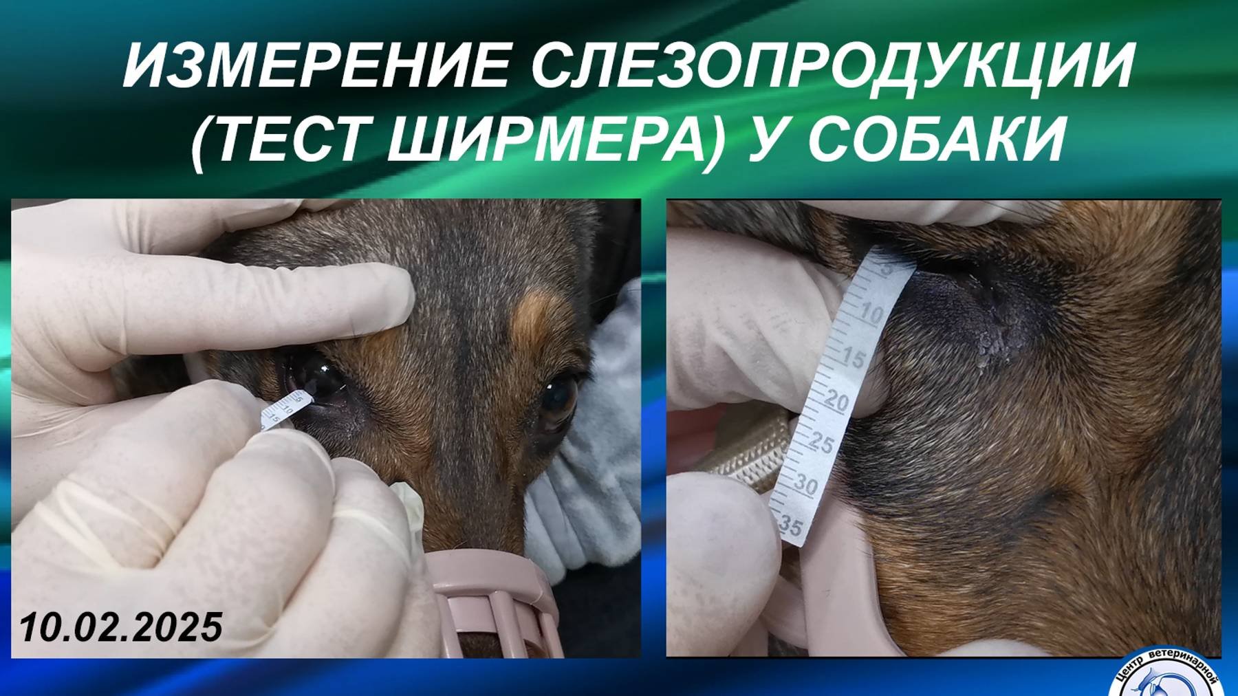 Измерение слезопродукции - Тест Ширмера у собаки / Schirmer Test In Dog