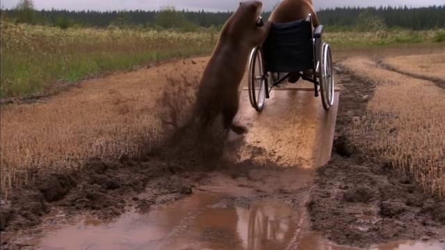 ИИ - выдры на инвалидной коляске