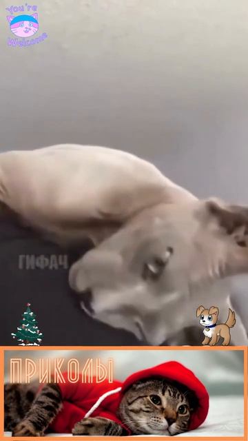 #смешныекошки #приколыскошками #коты #shorts #смешныеживотные #веселье #умиление #животныедома #пит