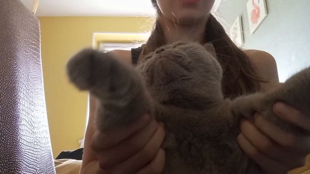 Произведение "Собаки"/ Мисси Дымка🎹
 ни одна кошка при съемке не пострадала и потом отдыхала час!