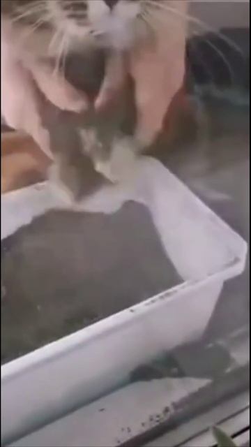 Смешные коты #70-4