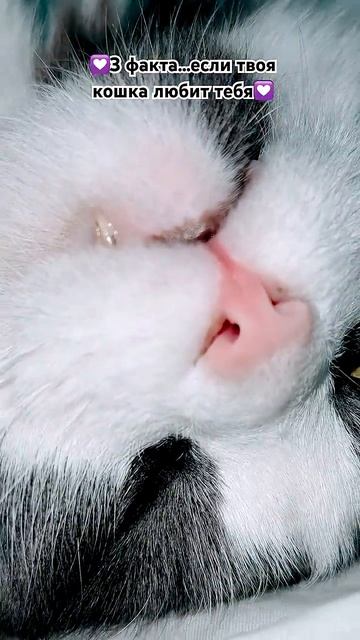 А_сколько_у_тебя_совпало😛_#кошка_#хочуврек_#кот_#рек_#cat_#животные