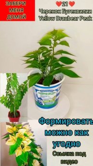🌺21🌺черенок Бугенвилии