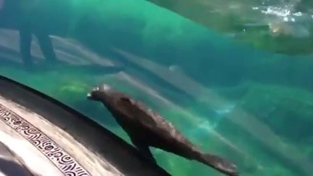 МОРСКОЙ ЛЕВ И ДЕВОЧКА 👧 ИГРАЮТ В ОКЕАНАРИУМЕ))) СМОТРЕТЬ ВИДЕО ПРИКОЛЫ 2025 ОНЛАЙН ЮМОР