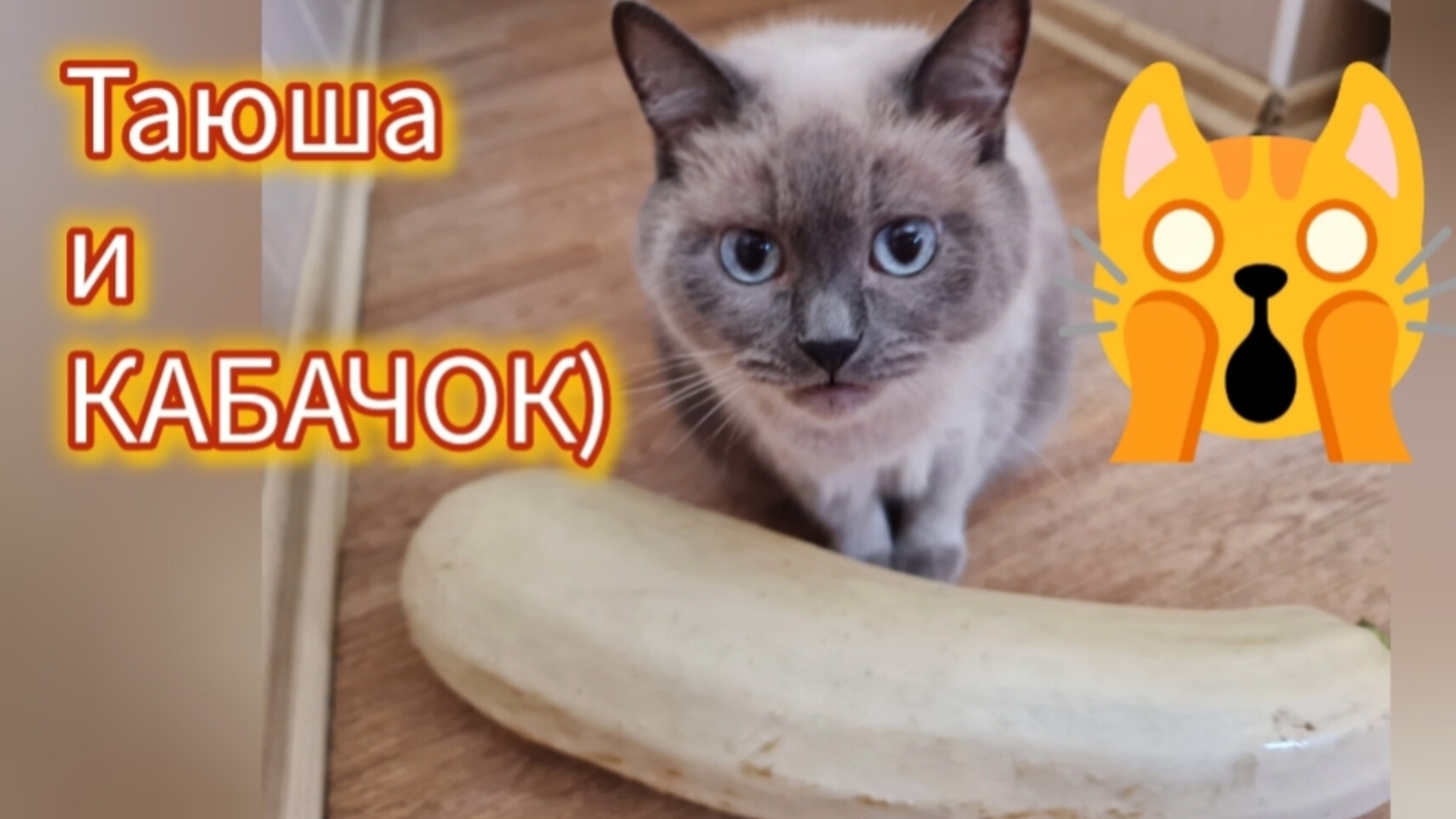 Таюша и КАБАЧОК. Смешные кошки. Кошарики. Кабачки.