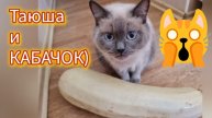 Таюша и КАБАЧОК. Смешные кошки. Кошарики. Кабачки.