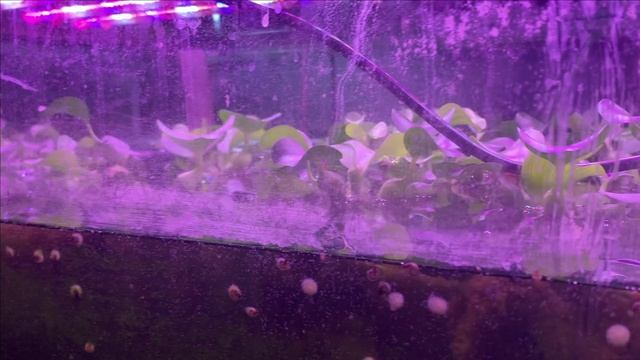 День второй.Карпы КОИ в пруду.Новый корм