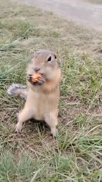 #Красноярск #суслики