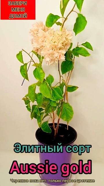 Элитный,редкий сорт БУГЕНВИЛИИ🌺🌺🌺