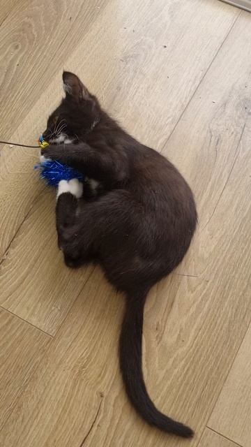 Котенок (мальчик) 3 месяца