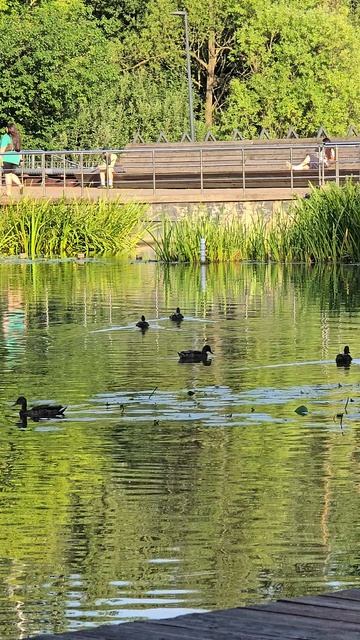 #природа #река #утки #reels #short #shorts #margo #shortvideo #shortsvideo #nature #birds #durcks