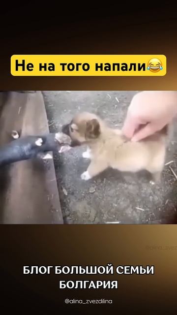 В_душе_волкодав😂#собака_#собаки_#прикол_#приколы_#смешное_#смешно