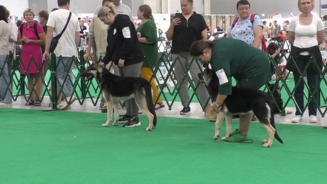 Сравнение класса щенков