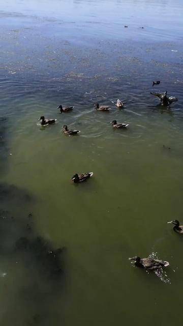 IMG_20250803_180441_505.mp4