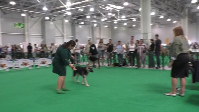 Бойкая Стая Волшебница