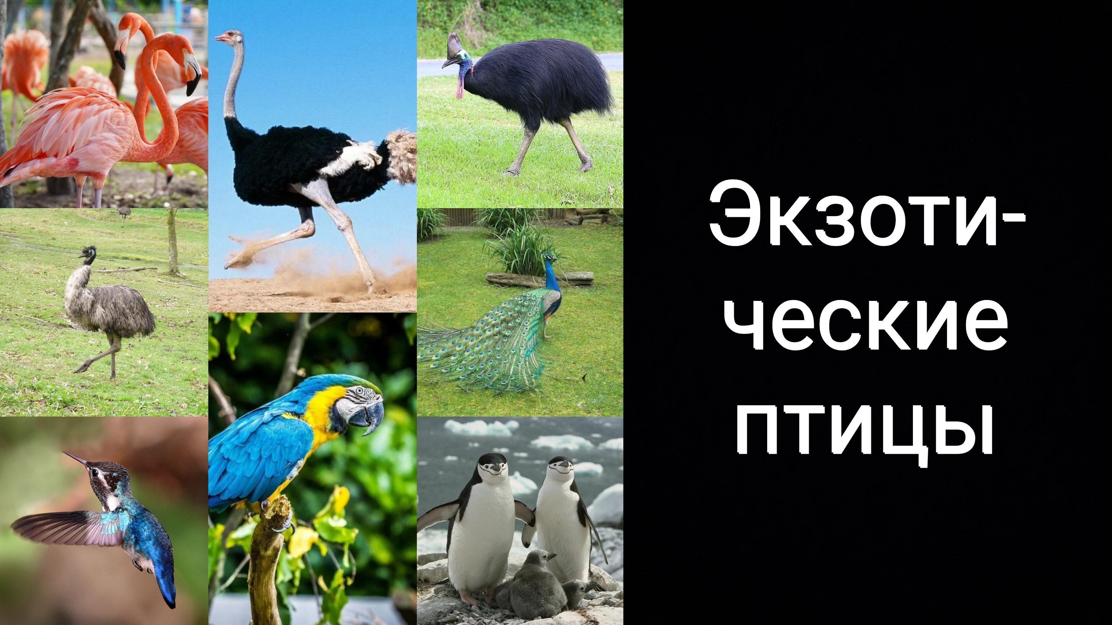 Экзотические птицы