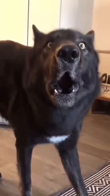 Джэк в шоке😂😂😂,умора😂😂😂