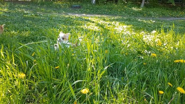 Чихуахуа д/ш щенок девочка