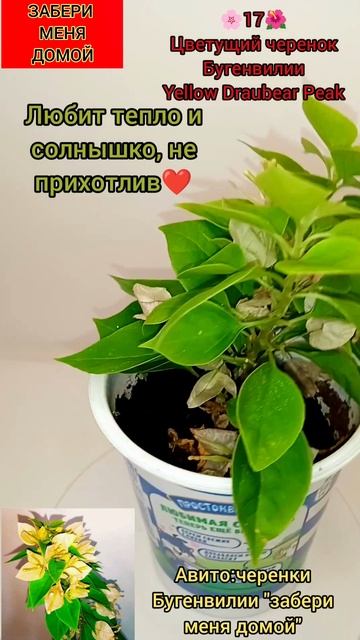 🌺17🌺черенок Бугенвилии