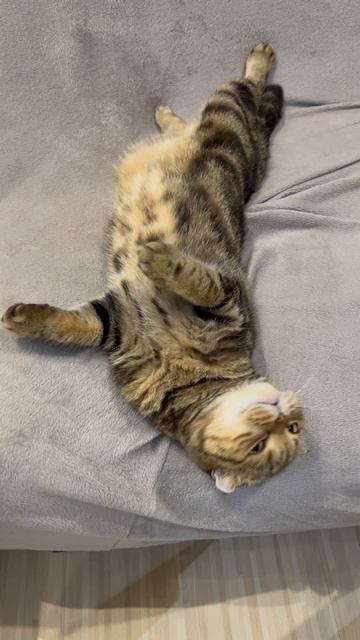 Шотландская вислоухая кошечка сладко спит 🐱