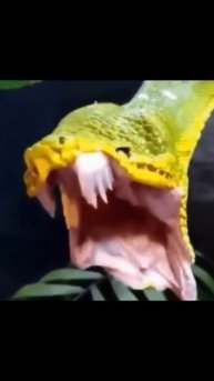 Животные_такие_милые_когда_зевают