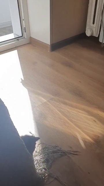 Котенок Дымок в поисках дома