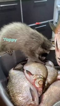 Енот и рыба. Енот Полоскун по имени Люцифер Енотович Енот