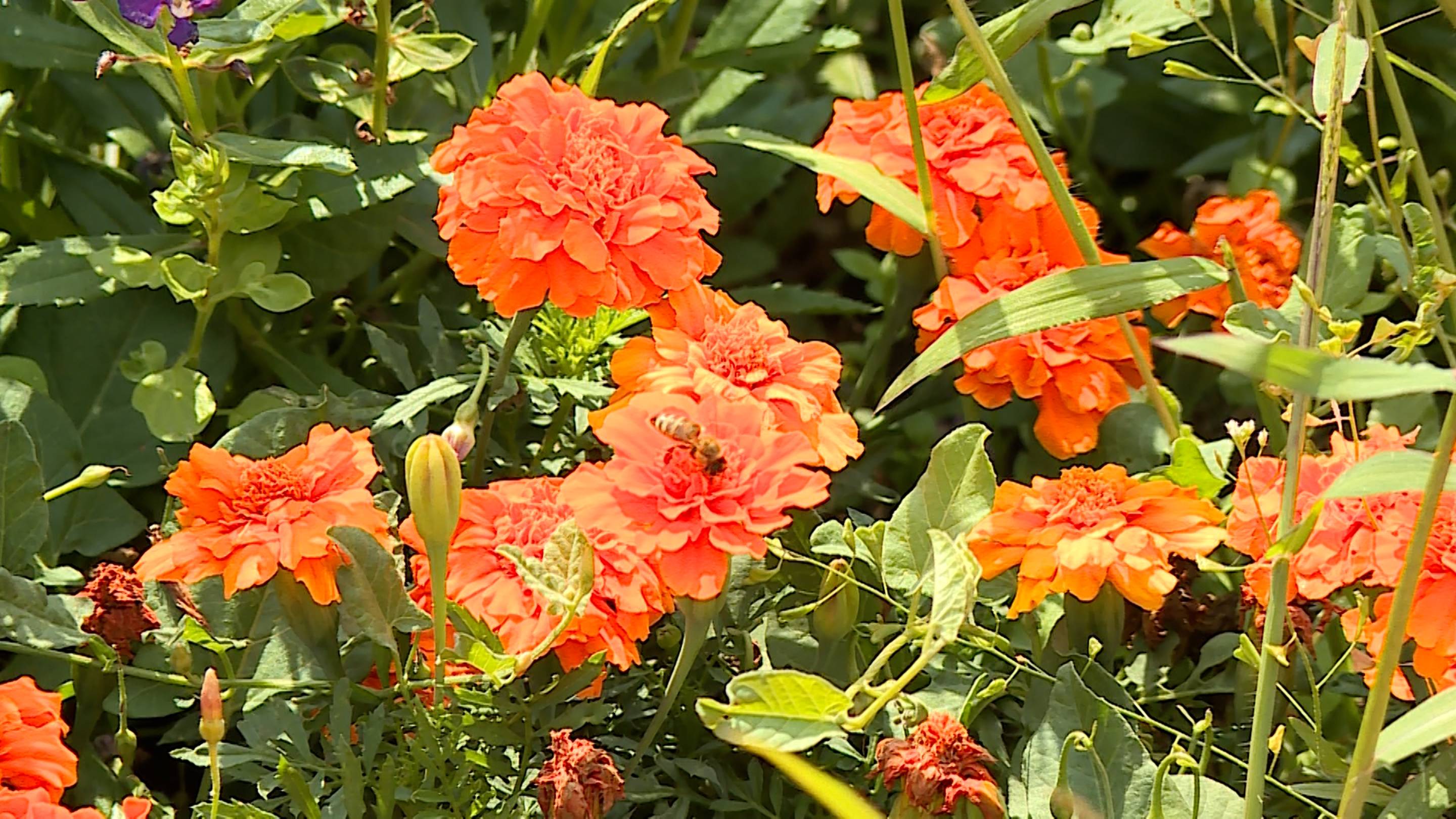 Противопожарный режим на Ставрополье