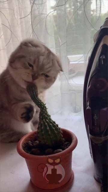 #юмор #прикол #приколы #угар #ржака #ржач #смех #смешно #кот #котики #животные #милота #весело #яппи