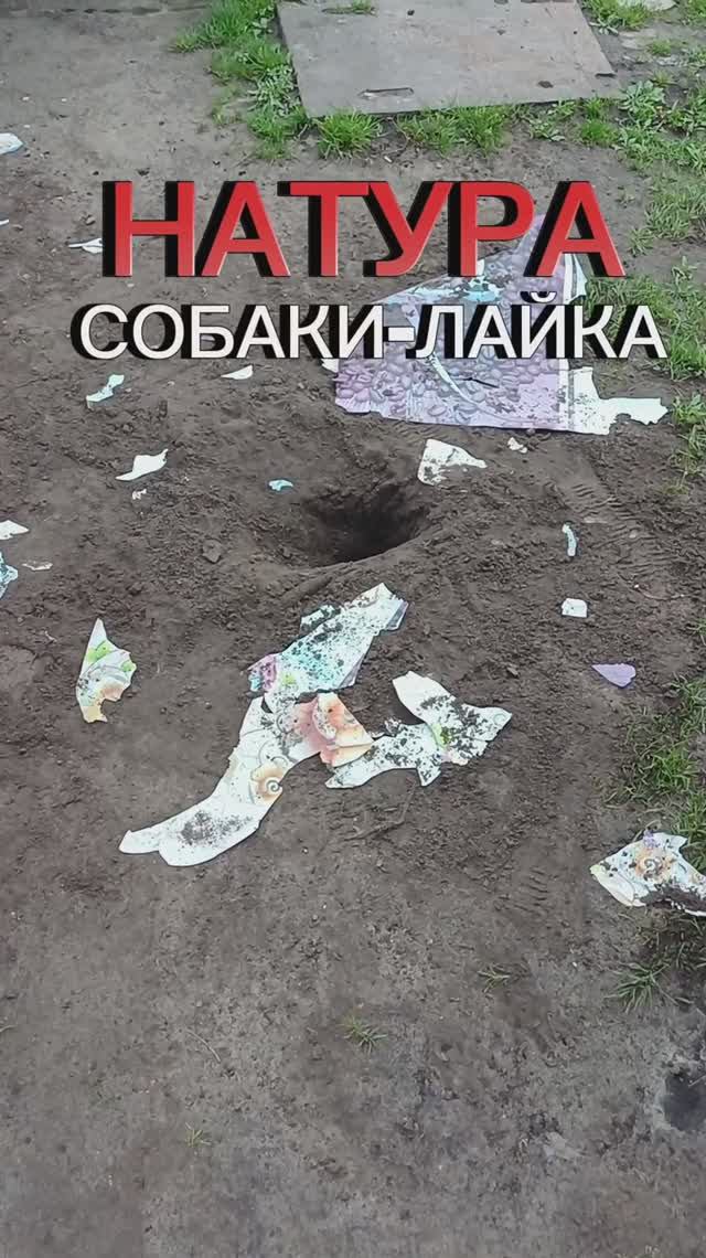 Натура охотничей собаки лайка 🐕