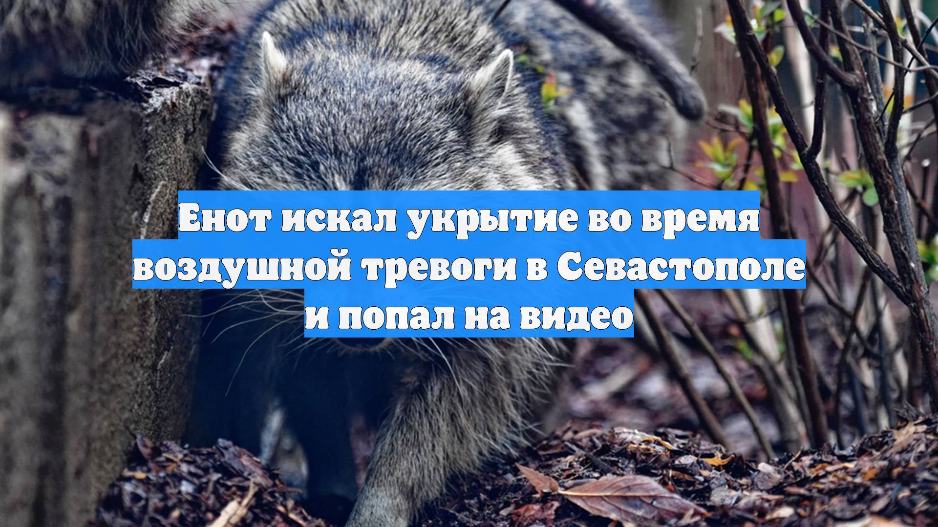 Енот искал укрытие во время воздушной тревоги в Севастополе и попал на видео