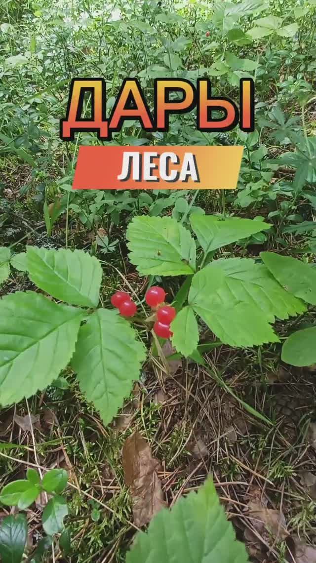 Дары леса 👍