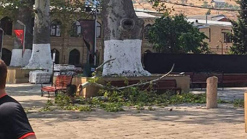 Уголовное дело возбудили после смерти женщины при падении дерева в Дербенте