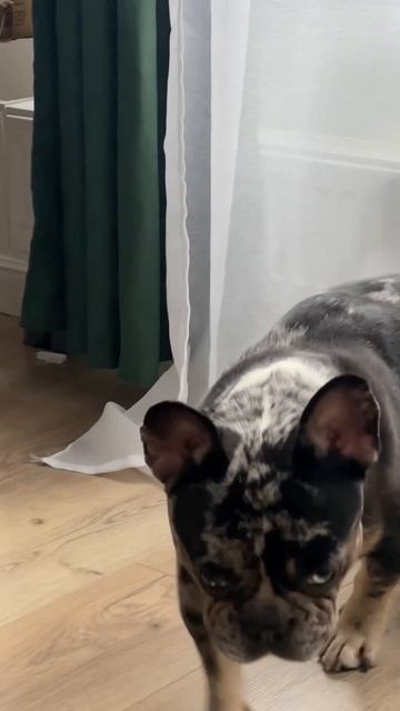 Вы тоже такие? #животные