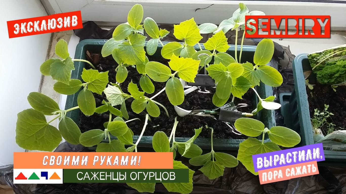 Саженцы огурцов: Выращивание и посадка в грунт. ДАЧА. Выпуск от 07.08.2025