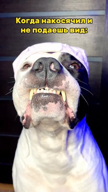 Думает я не вижу 🤣 #животные #развлечения