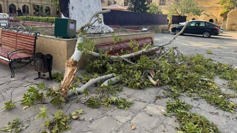 В Дербенте одна женщина погибла и две пострадали при падении дерева