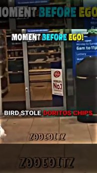 Мелкий воришка))))