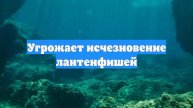 Угрожает исчезновение лантенфишей